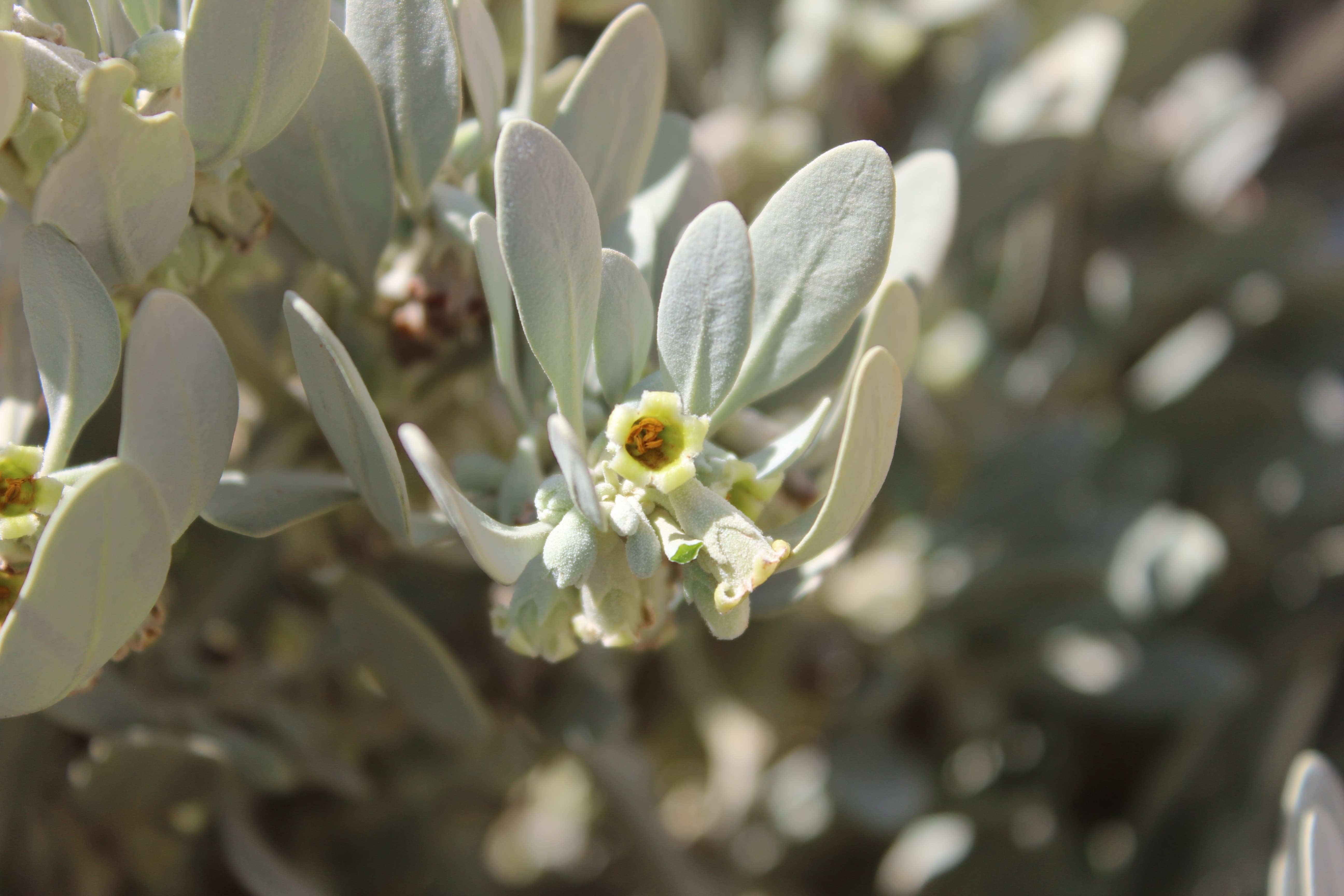 Plant Image